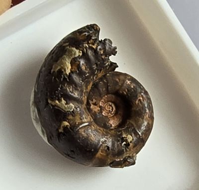 Tragophylloceras sp., Jura, FR
