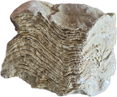 Stromatopora sp., Devon, DE