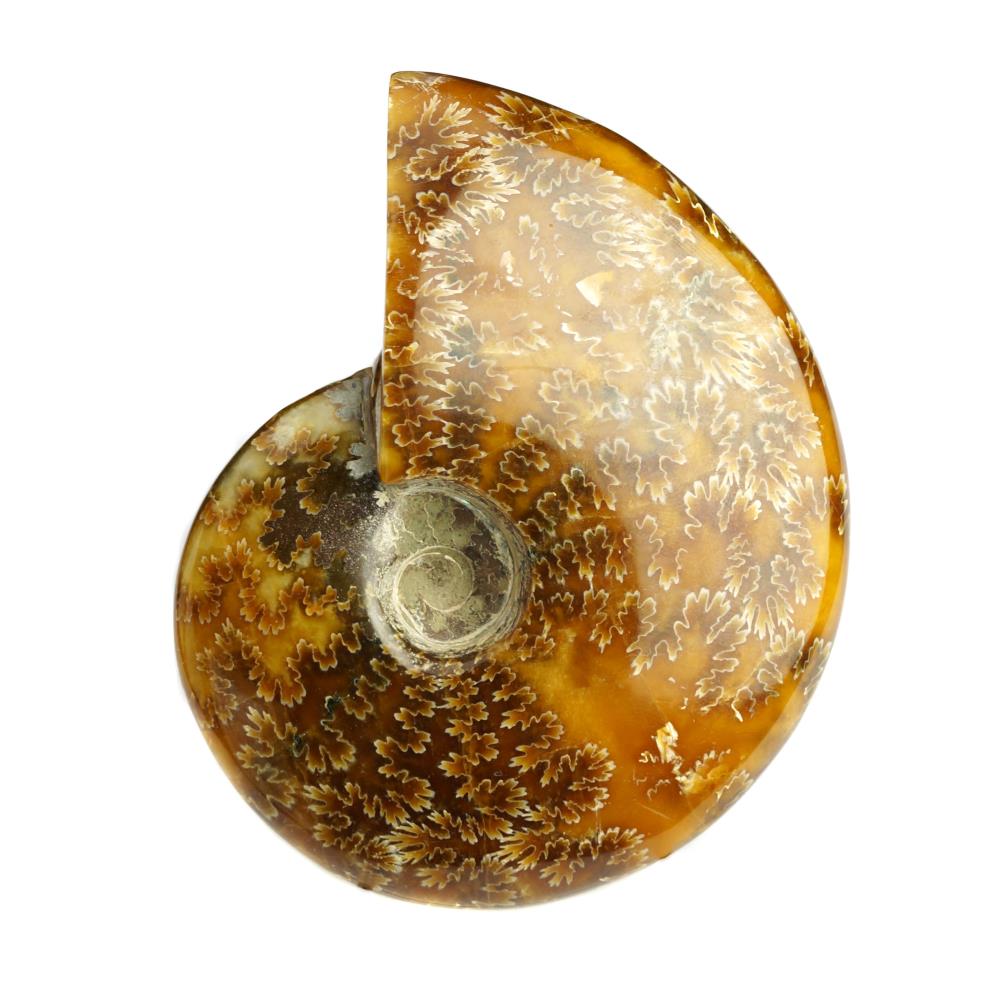 Cleoniceras (9-11 cm), polished, Cretaceous, MDG