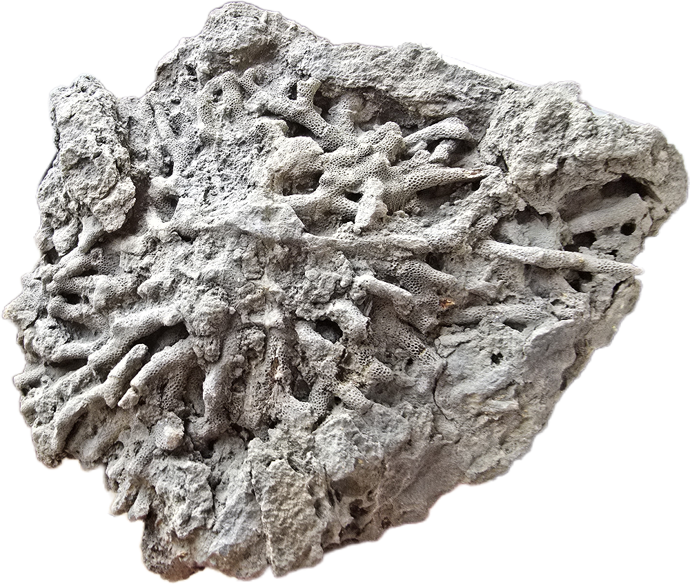 Thamnopora reticulata, Devonian, ES
