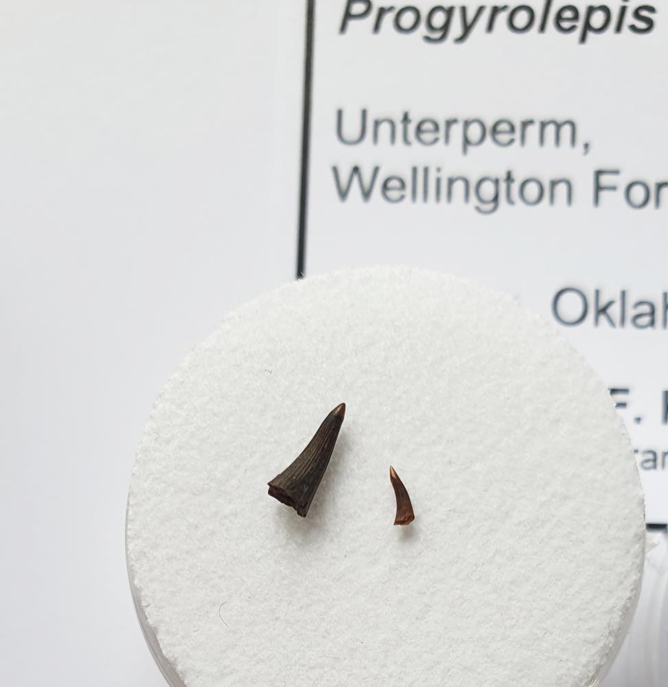 Prodip Fish Progyrolepis, predatory fish canines, Permian; USA | F751305