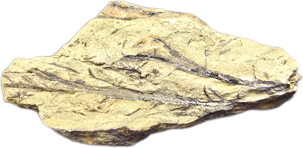 Asteroxylon, Middle Devonian; GER