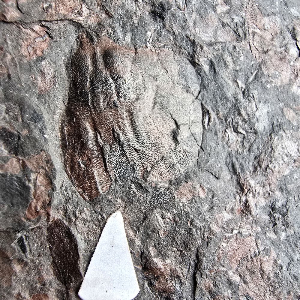 Pteraspis sp., Early Devonian, Eifel, GER
