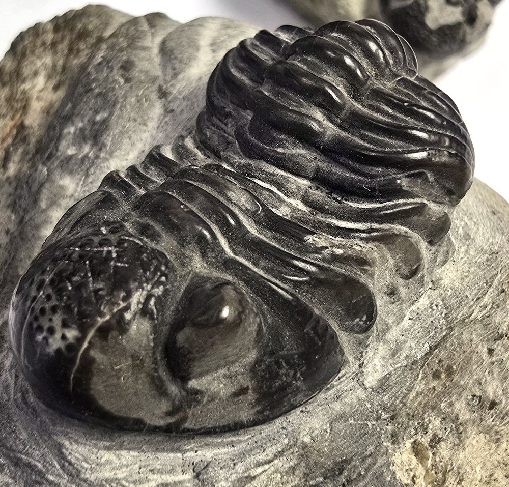 Trilobit: Phacops sp.,Devon; DE