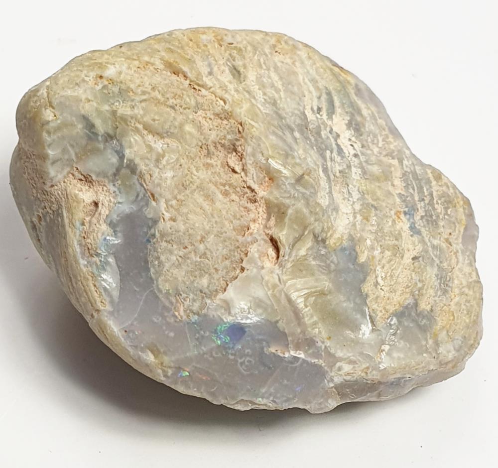 Fopal Opalisierte Muschel, 80 ct, AU | F908