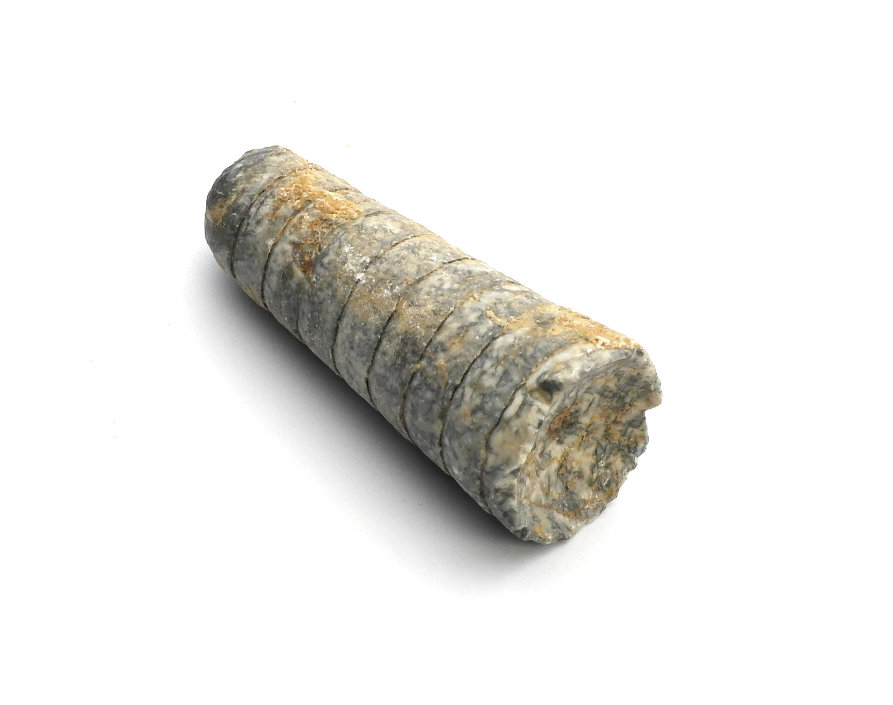 Temperoceras/Michelinoceras, Devonian, MAR