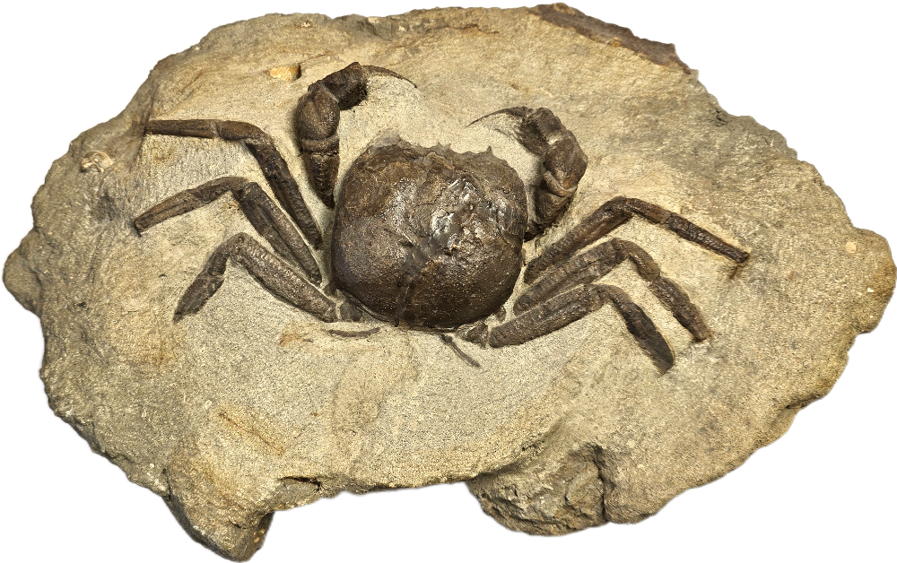 Krabbe: Dakoticancridae:Avitellmessus grapsoides, Kreide, US