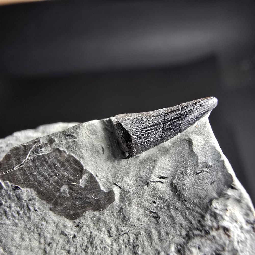 Ichthyosaur tooth, Jurassic; GER