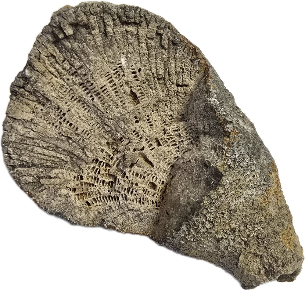 Favosites, Middle Devonian; Eifel, GER