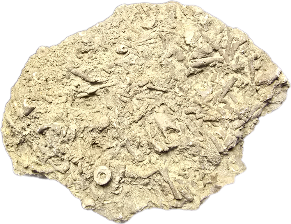 Taphocoenose: coral, brachiopode, seelily; Devoni