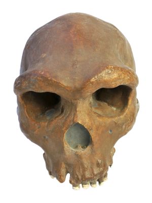 Abguss: Homo heidelbergensis, Kabwe 1