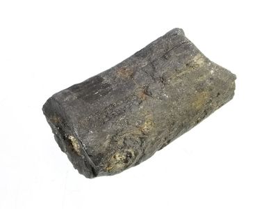 Fossiles Koniferenholz (4cm)