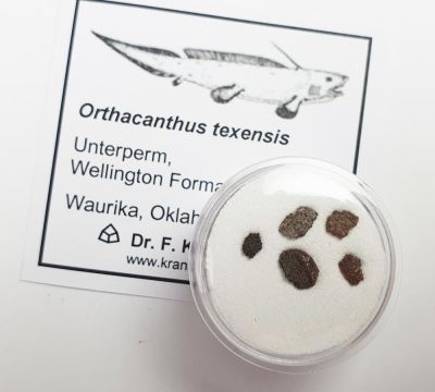 Orthacanthus texensis, Schädelknorpelfragmente