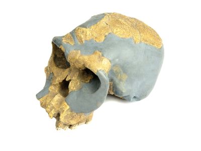 Homo habilis - OH24