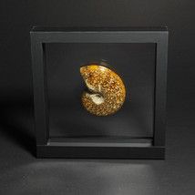 Schweberahmen mit Ammonit