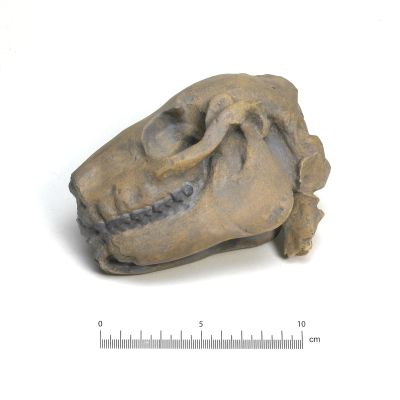 Mesohippus bairdi, skull (Cast)