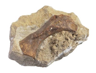 Nothosaurus- Knochen aus POLEN !
