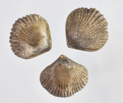 Goniorhynchia sp., Jura, FR