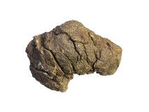 dinosaur coprolite (6-8 cm)
