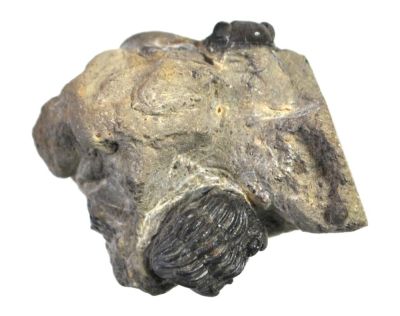 Trilobite: Phacops sp, Devonian; GER