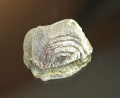 Leptaena, Devonian, GER