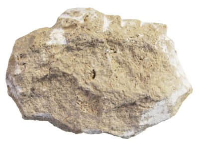 Nothosaurus- bone, Triassic, PL