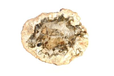 fossile Holzscheibe, 4x6cm