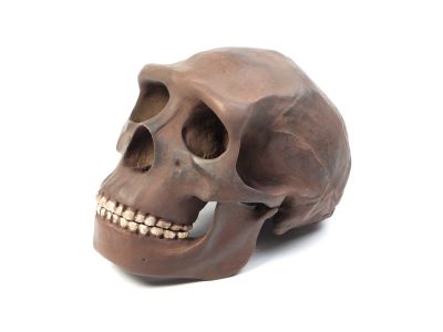 Homo sapiens soloensis (skull reconstruction) - Cast