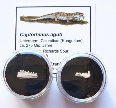 Captorhinus sp., Kieferfragment