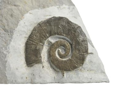 Crioceras duvali, Cretaceous, FRA