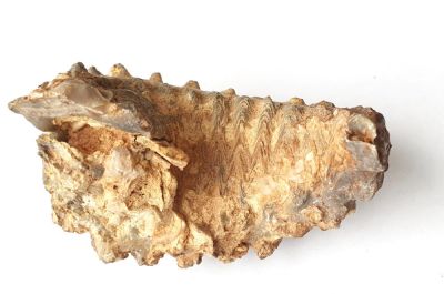 Alectryonia sp.; 'Cockscomb Oyster'