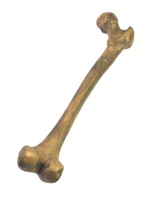 Homo neanderthalensis (Skelettreste)