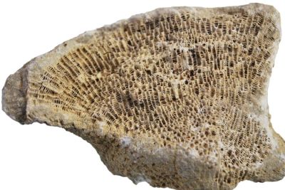 Favosites polymorphus, Devon; DE