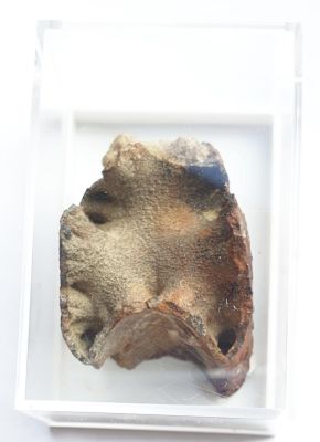 Ammonit, Septum: "Katzenpfötchen"