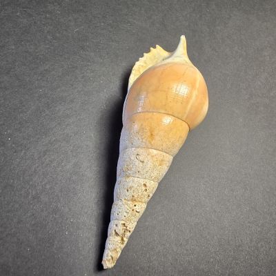 Strombidae: Tibia powisi, 5 cm