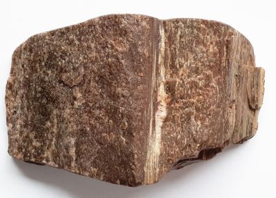 Fossil Wood: Silicified Wood from Palatinate