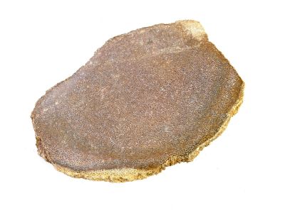 Atlassaurus bone fragment (11 cm)