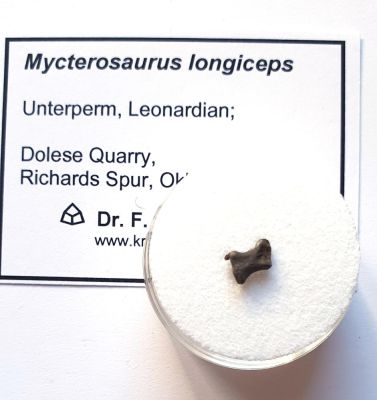 Mycterosaurus sp., Zehenknochen