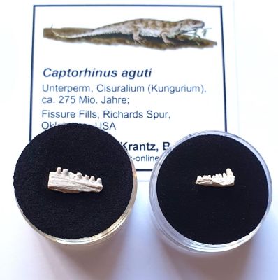 Captorhinus sp., jaw fragment