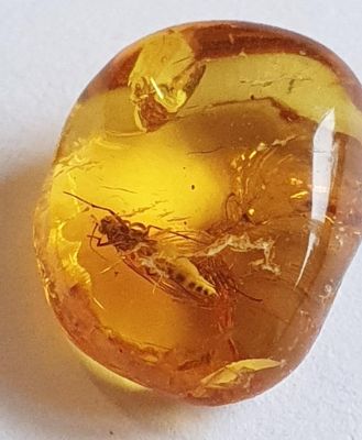 Beetle, encased in amber