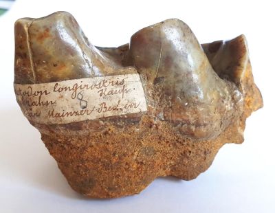 Tetralophodon (Mastodon) longirostris- tooth