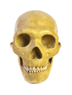 Homo neanderthalensis (skull reconstruction) - Cast