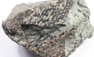 Lepidodendron; Carboniferous, GER