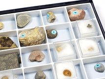 Sammlung "Mesozoikum": 30 Fossilien