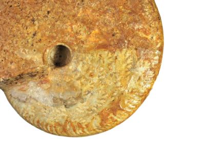 Ammonite: Leioceras plicatum, FR