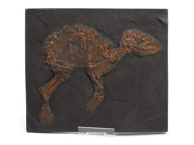 Propalaeotherium messelense (juvenile) - Cast