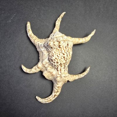 Lambis wheelwrichti, 13 cm