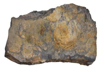 Goniatit, Carboniferous, GER