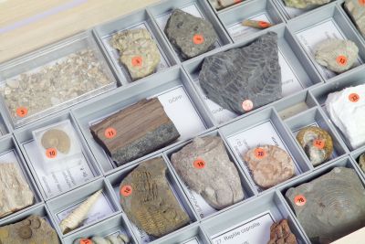 Sammlung: Allgemeine Paläontologie (30 Fossilien)