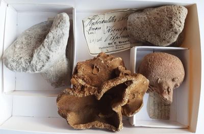Fossil Surprise Box 05: fossil sponges